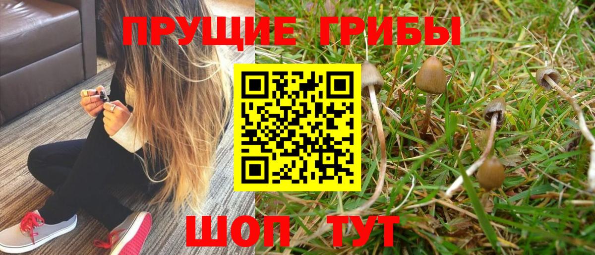 Фролово  Псилоцибиновые грибы GOLDEN TEACHER  Вход с VPN 